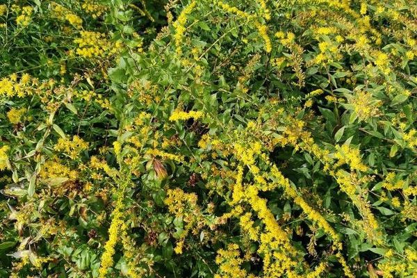 Downy ragged goldenrod