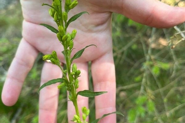 Downy goldenrod
