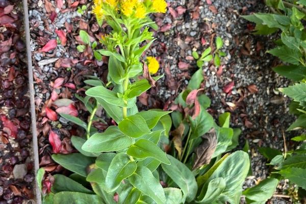 Stiff goldenrod