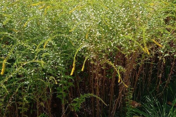 Rough-stem goldenrod