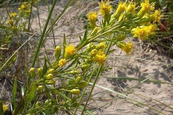 Sticky goldenrod
