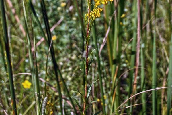 Bog goldenrod