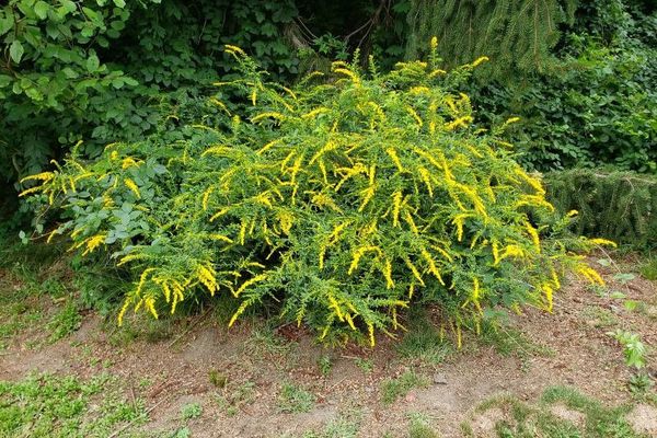 Elm-leaf goldenrod