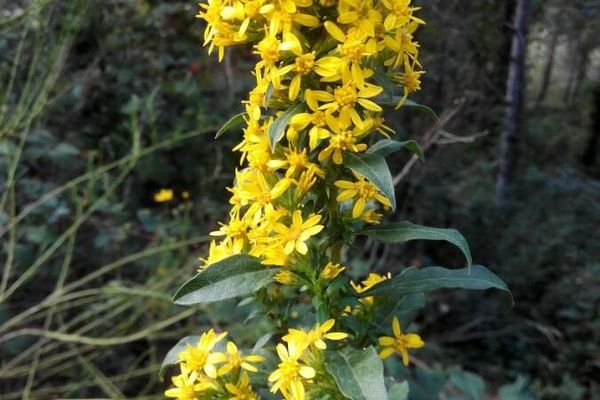 European goldenrod