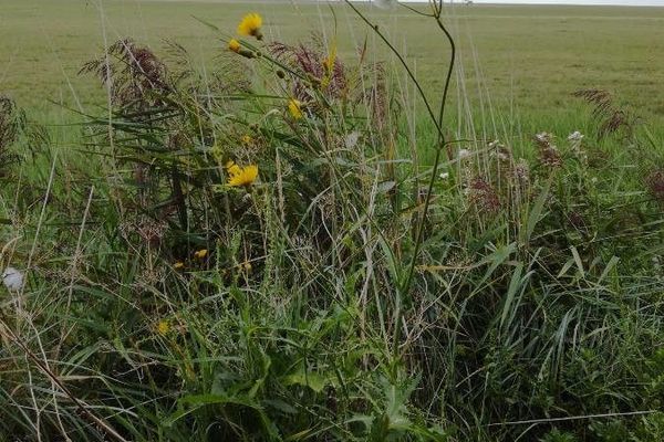 Field sow thistle