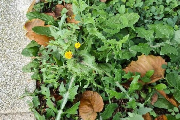 Rough milk thistle