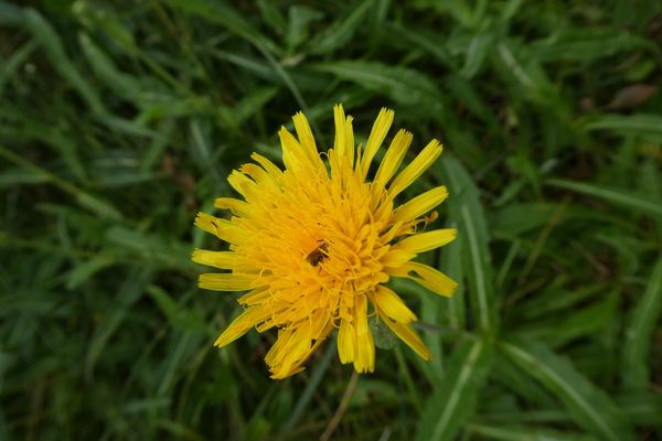 Sonchus maritimus