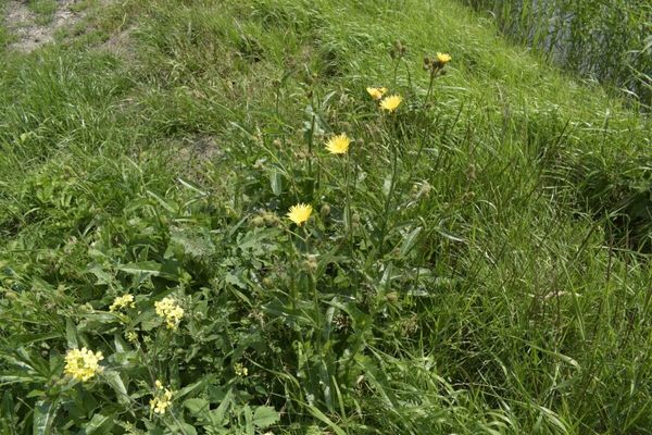 Marsh sowthistle