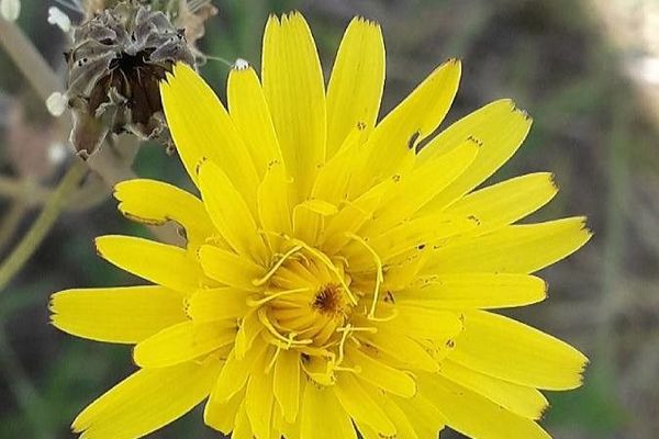 Slender sow thistle