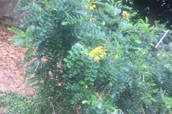 Silverbush