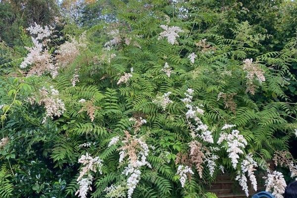 False spiraea