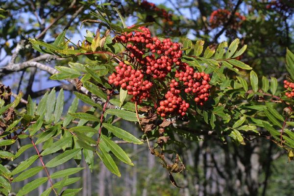 Mountain-ash