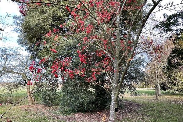 Japanese rowan
