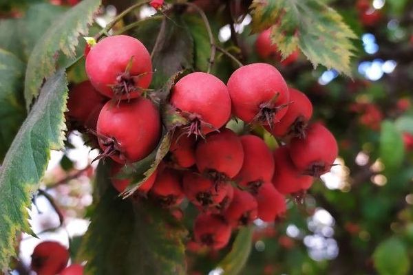 Broadleaf whitebeam