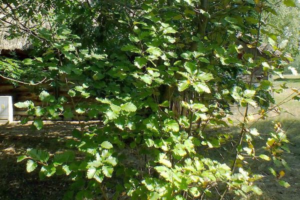Vosges whitebeam