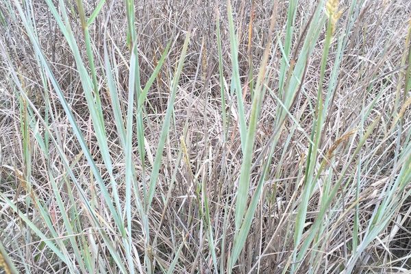 Wood grass