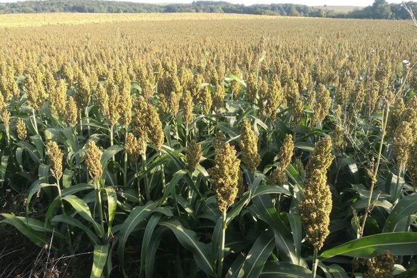 Great millet