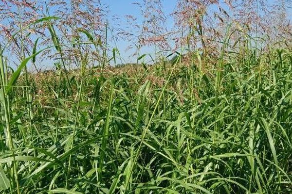 Johnsongrass