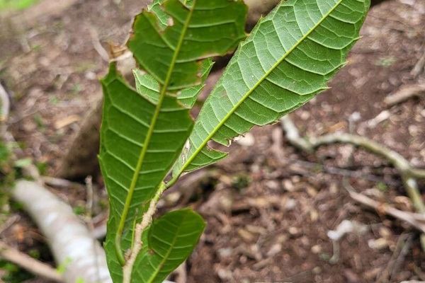 Sorocea bonplandii