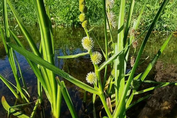 European bur-reed