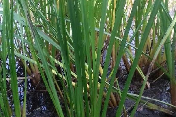 Branched bur-reed