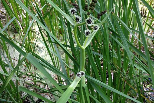Broadfruit bur-reed