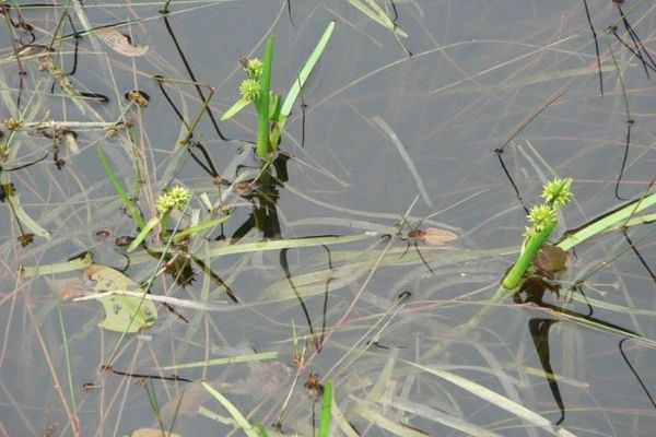 Small bur-reed