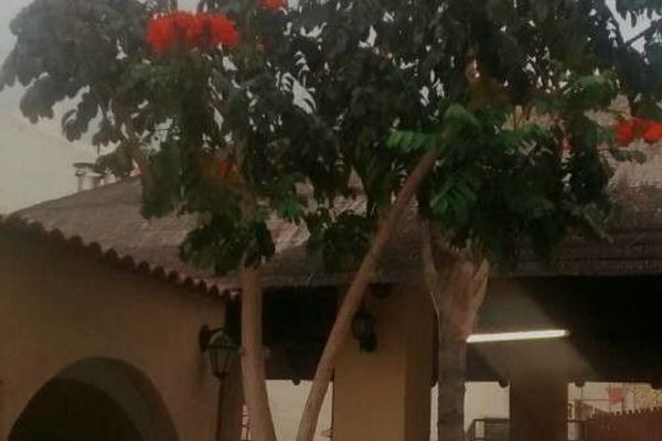African tuliptree