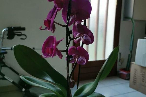 Philippine ground orchid