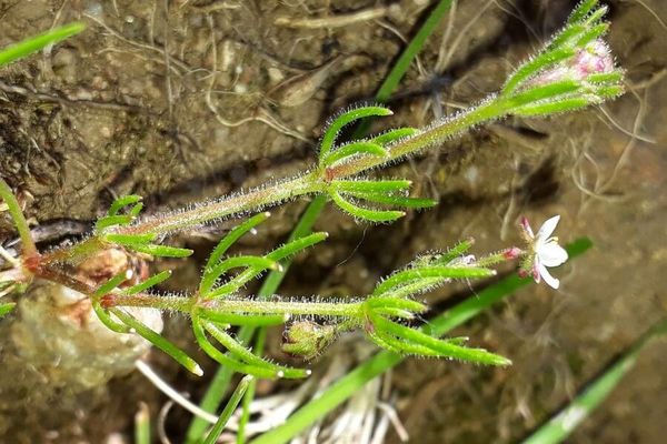 Starwort