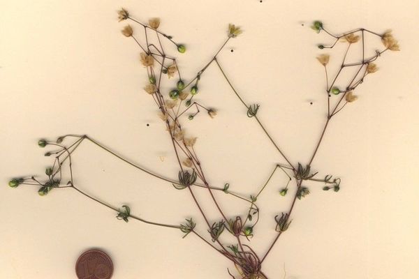Five-anther corn spurrey