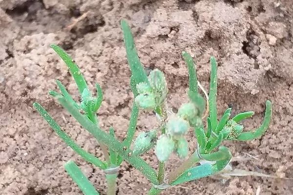 Saltmarsh sandspurry