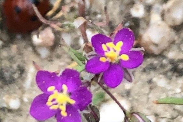 Purple sandspurry