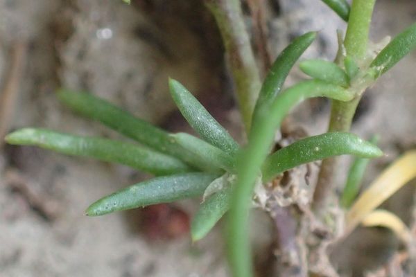 Red sandspurry