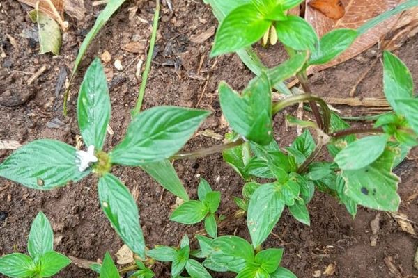 Woodland false buttonweed