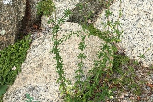 Shrubby false buttonweed