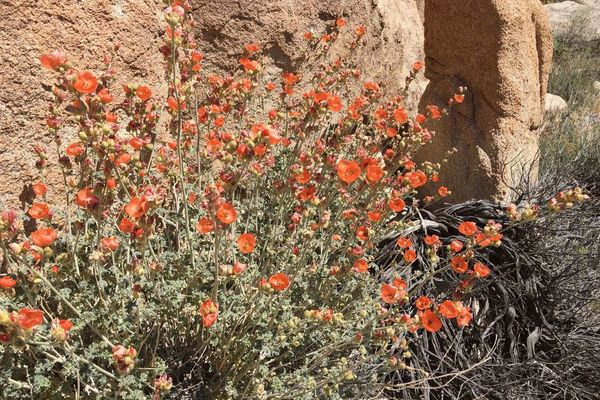 Apricot globe-mallow