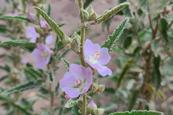 Copper globe-mallow