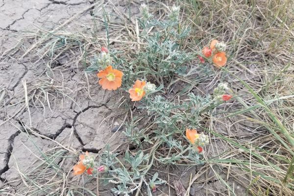 Moss-rose