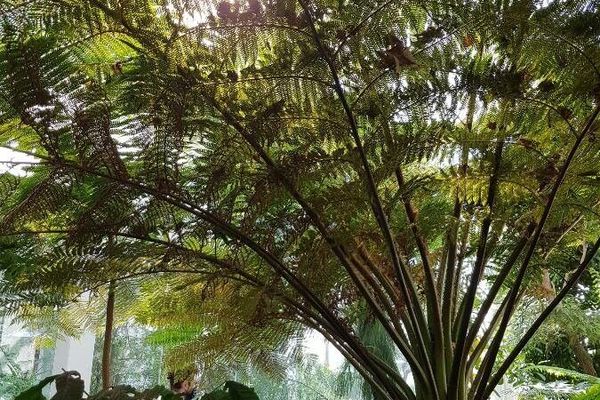 Cooper's cyathea