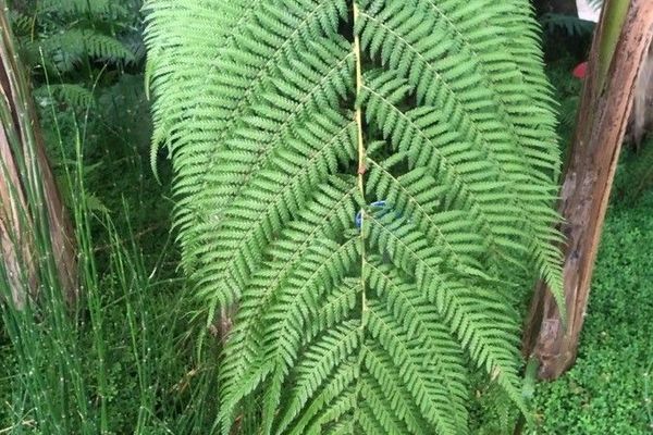 Tree fern black