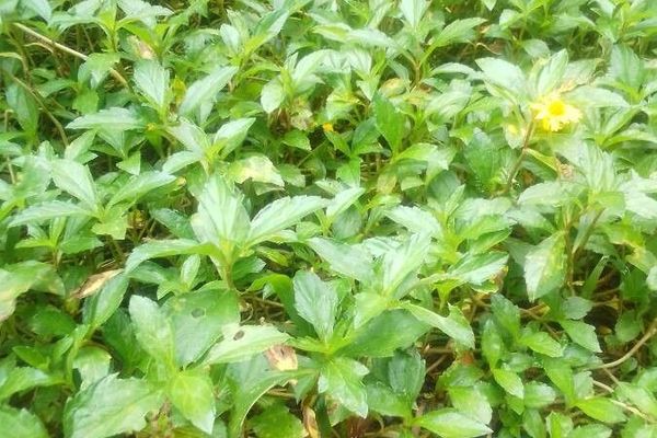 Creeping oxeye