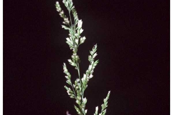 Prairie grass