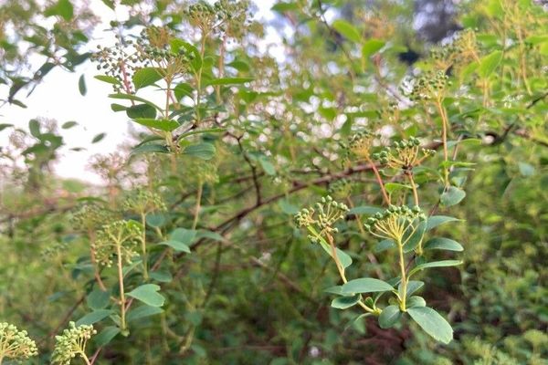 White spirea