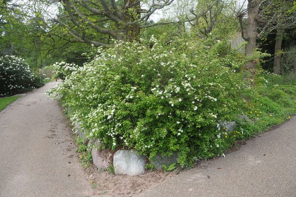 Elm-leaf spiraea