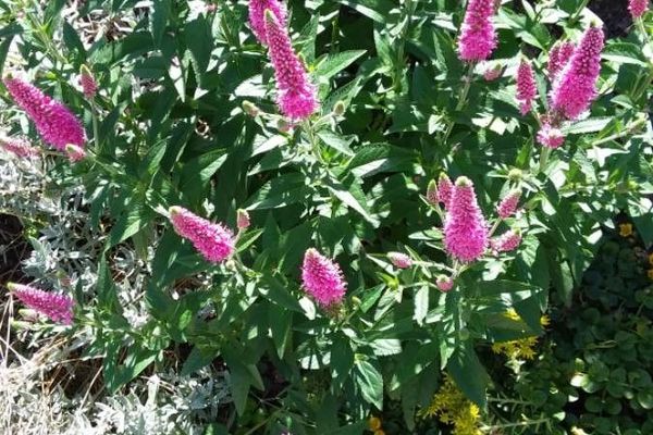 Steeplebush