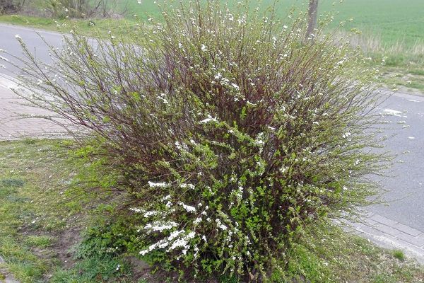 Iberian spirea