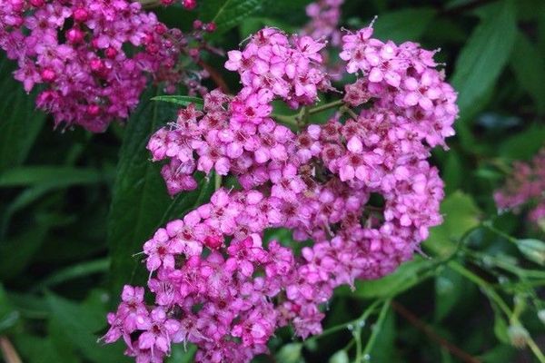 Japanese spiraea