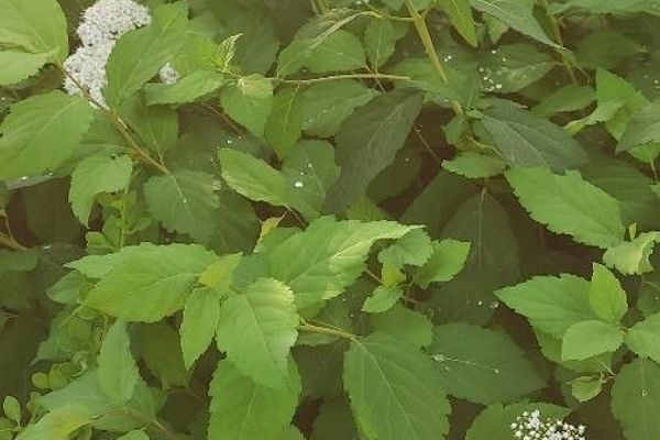 Russian spiraea