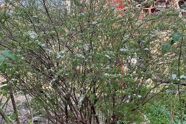 Bridal-wreath spiraea